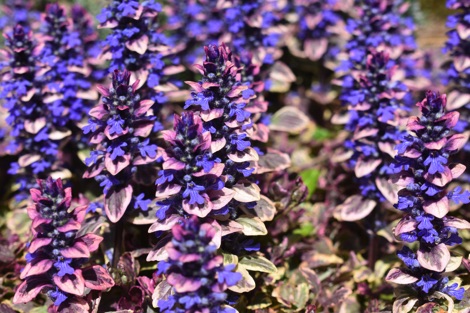 Bugle Ajuga Reptans